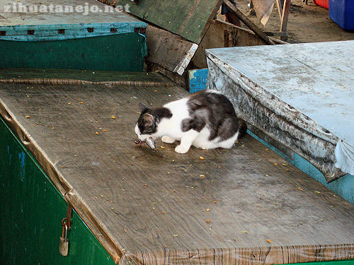 Gato en el mercado de pescadores